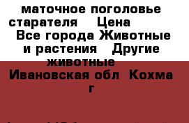 маточное поголовье старателя  › Цена ­ 2 300 - Все города Животные и растения » Другие животные   . Ивановская обл.,Кохма г.